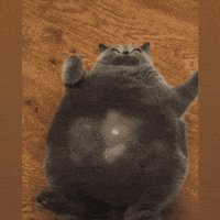 Founding Father Cat Meme GIF