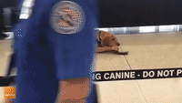 Security Dog Enjoys a Well-Deserved Break
