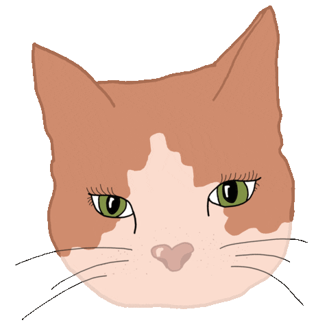iriskristen giphyupload cat face kitty Sticker