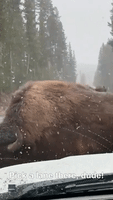 Herd of Bison Halt Traffic in Snowy Yellowstone