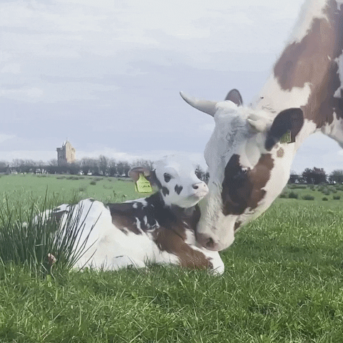Mother Milk GIF by Mossgiel Farm