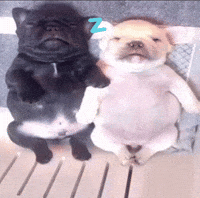 Dog Rango GIF