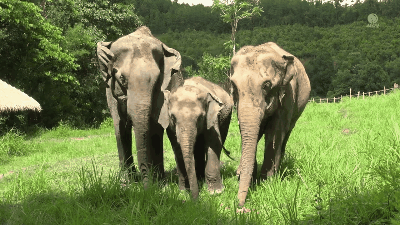 elephants GIF