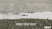 Swamp People GIF by DefyTV