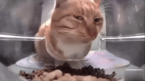 Hoomanbs cat sus sus cat GIF