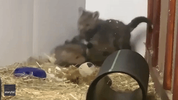 Fox Cubs Grapple With Each Other