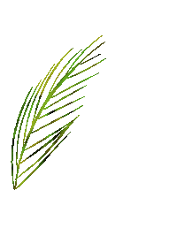 lunicostarica summer palm costarica luni Sticker