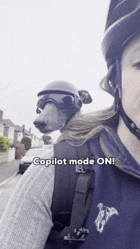 zozothewhippet zozo whippet zozothewhippet dogbiker GIF