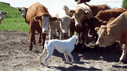 cattle GIF