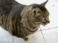 cat GIF