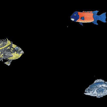 megpaintedthat giphygifmaker giphygifmakermobile sheephead rockfish GIF