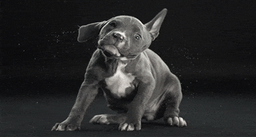 dog puppy GIF