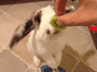 rabbit eating GIF