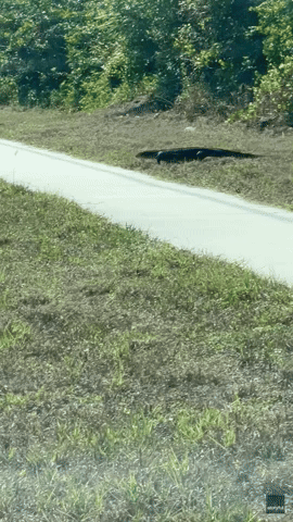 'He's Just Strutting Across The Road': Woman Shocked by Giant 5-Foot Lizard