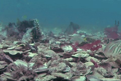 Leave Me Alone Ugh GIF by OctoNation® The Largest Octopus Fan Club!