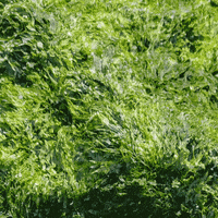 Art Nft GIF by Trosdene