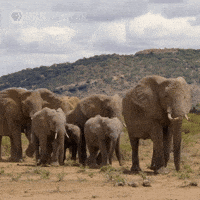 Explore Pbs Nature GIF by Nature on PBS