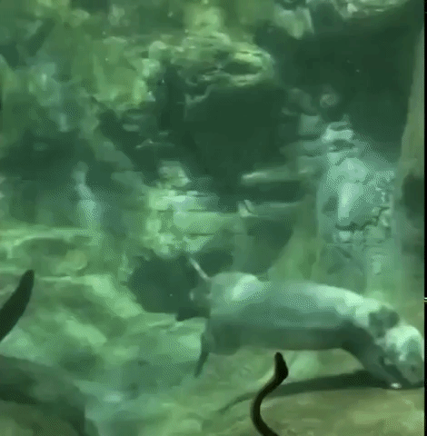 Sea Otter Greets Curious Emerald Boa at Chicago Aquarium