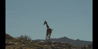 Education Desert GIF by DIIMSA Stock