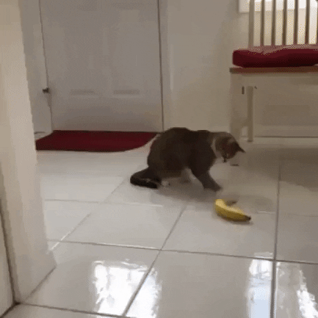 GifVif giphyupload fuk you banana GIF