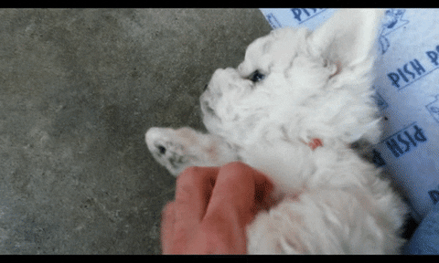 puppies data GIF