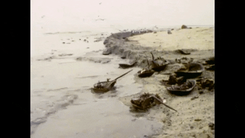 larryniles giphygifmaker horseshoe crabs delaware bay GIF