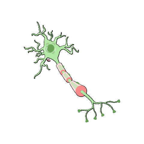Anatomy And Physiology Brain Sticker