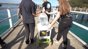 Marine Scientists Release Over 350 Endangered Seahorses into Sydney Harbour