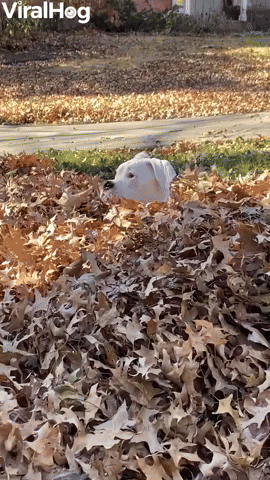 Boxer Bounces Through Leaf Pile