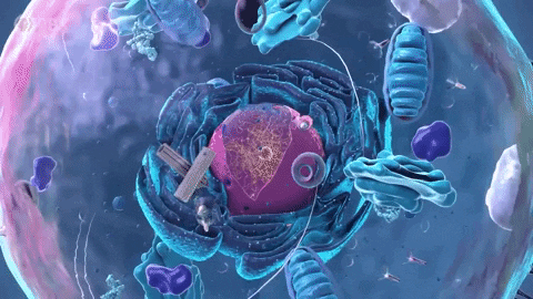 asyaakdogan giphyupload GIF