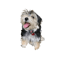 doodlepro morkie the doodle pro doodlepro Sticker