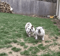 Drake Mascot GIF by DrakeUGriff