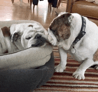 GIF by DrakeUGriff