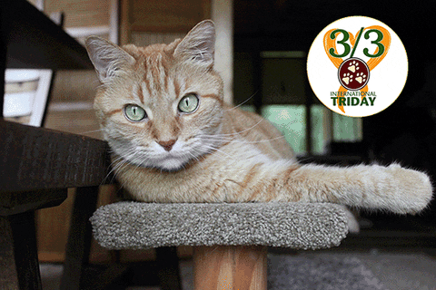 Purrkins3 giphyupload GIF