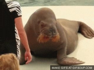 walrus GIF