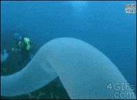 sea wtf GIF