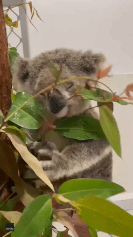 Cute Koala Carefully Inspects Plant for 'Best Bits' to Eat at New South Wales Sanctuary