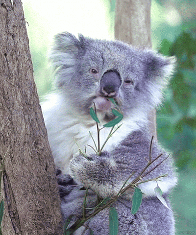 le koala GIF
