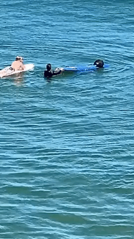 Otter Hangs 10 After Commandeering Surfboard in Santa Cruz