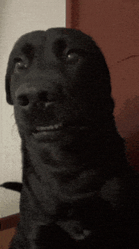 asafguttman giphyupload GIF