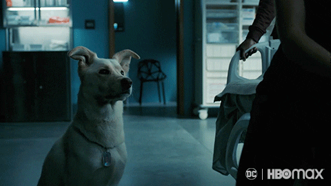 Dog What GIF by HBO Max