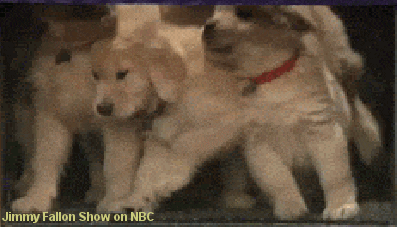 puppies GIF