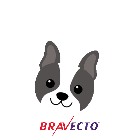 msdfamiliapet giphyupload bravecto Sticker