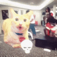 Funny Cat GIF