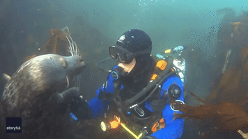 Seeing Eye to Eye: 'Time Stops' for Diver During Wonderful Seal Encounter