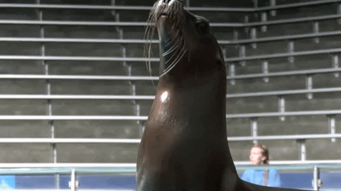 mysticaquarium giphygifmaker GIF