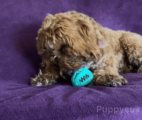 Puppyeux giphyupload GIF