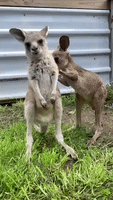 Kangaroo Joeys Cuddle on Central New South Wales Farm
