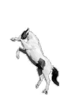 Lets Go Horse Sticker by Primapolo Productions