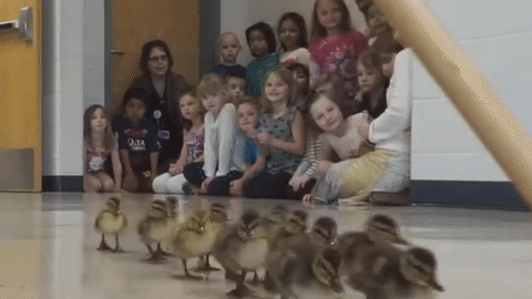 ducklings GIF